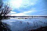 Bosque Del Apache Dec 2018